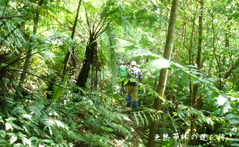 西表島の亜熱帯林