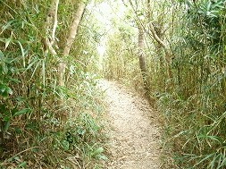 琉球竹の道