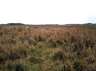 ティンダバナ上部の草原