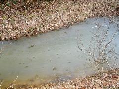凍る河